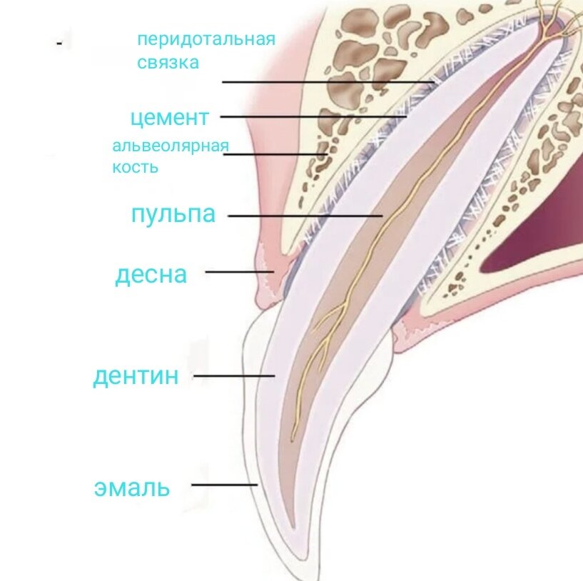 Альвеолярный отросток и стенки зубной альвеолы