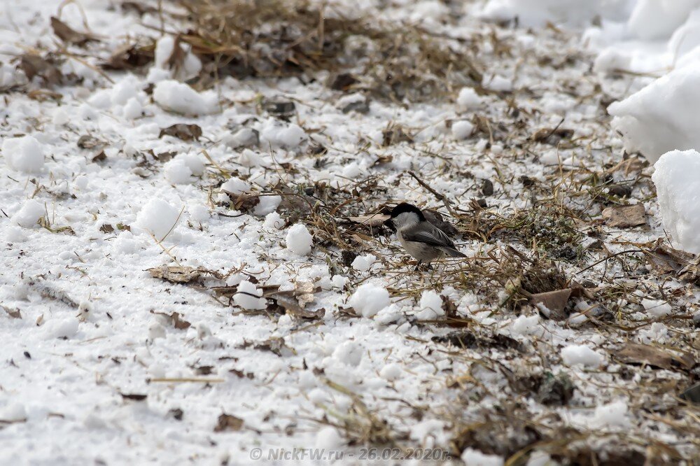2. Пухляк на обочине © NickFW.ru - 26.02.2020г.