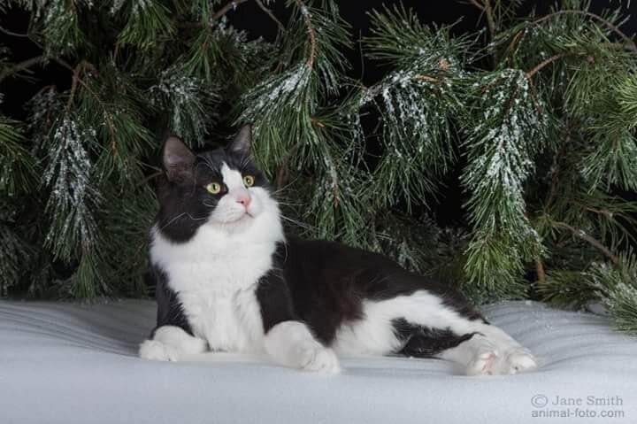 Samuray Sakhalinskiy of Russicats