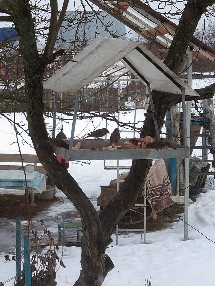 Дерево пришлось убрать.