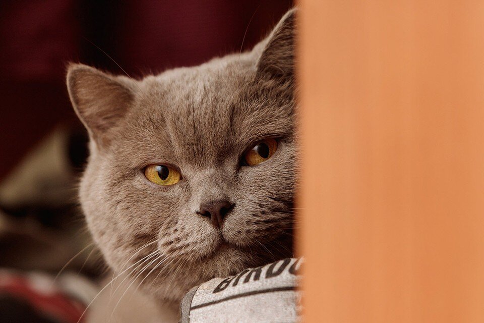     В 1960-х годах ЦРУ потратило 5 лет и 20 миллионов долларов на исследования по созданию котов-шпионов, которых можно было использовать в сборе секретных сведений в СССР  Shutterstock