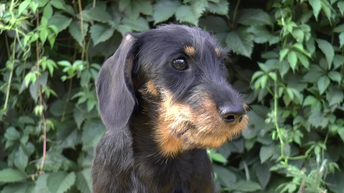 Жесткошёрстная миниатюрная такса