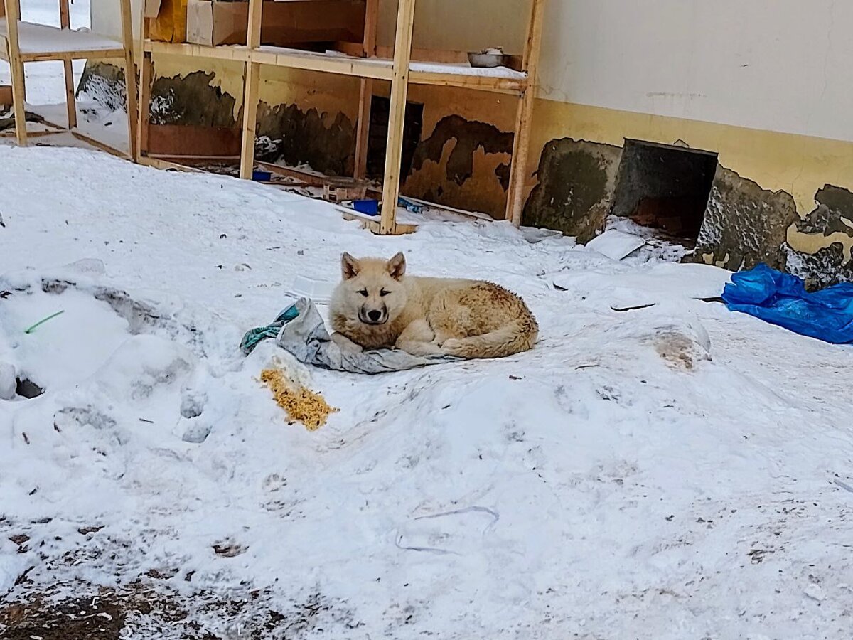 Реальное фото сегодня. Один из щенков. 