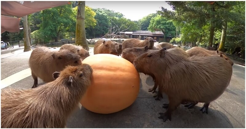 Так! Кто не убрал за собой? Ладно, ничего, мы сами уберём!  