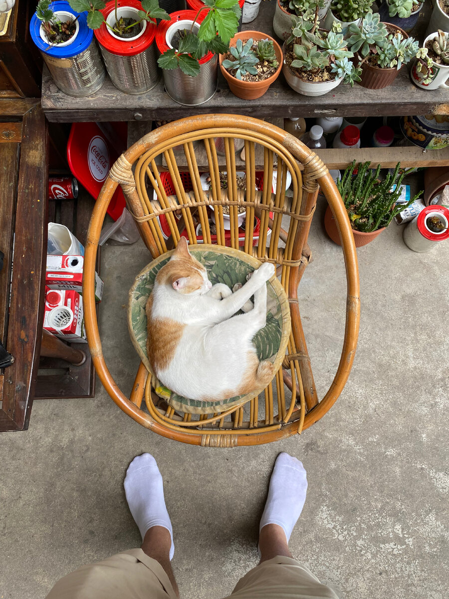 Технически это даже не помещение, а дворик, но здесь все ходят босиком. Уверен, кстати, что кот местный управляющий 😸