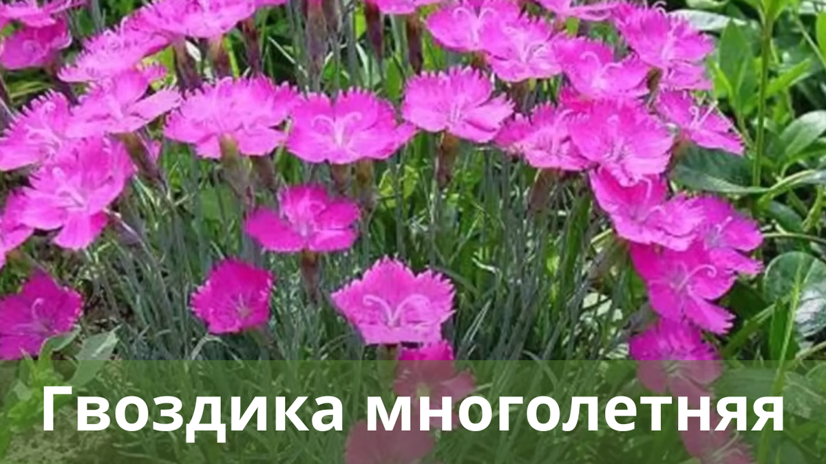 Партия многолетников: