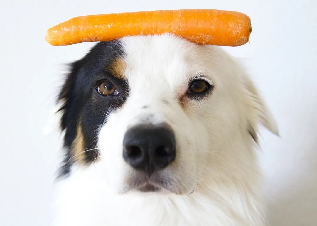 Можно собакам давать картошку. Собака с морковкой. Собака ест морковку. Овощи для собак. Щенок с морковкой.