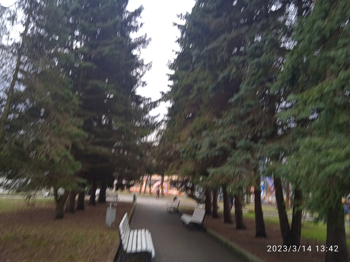 Ели в парке. 