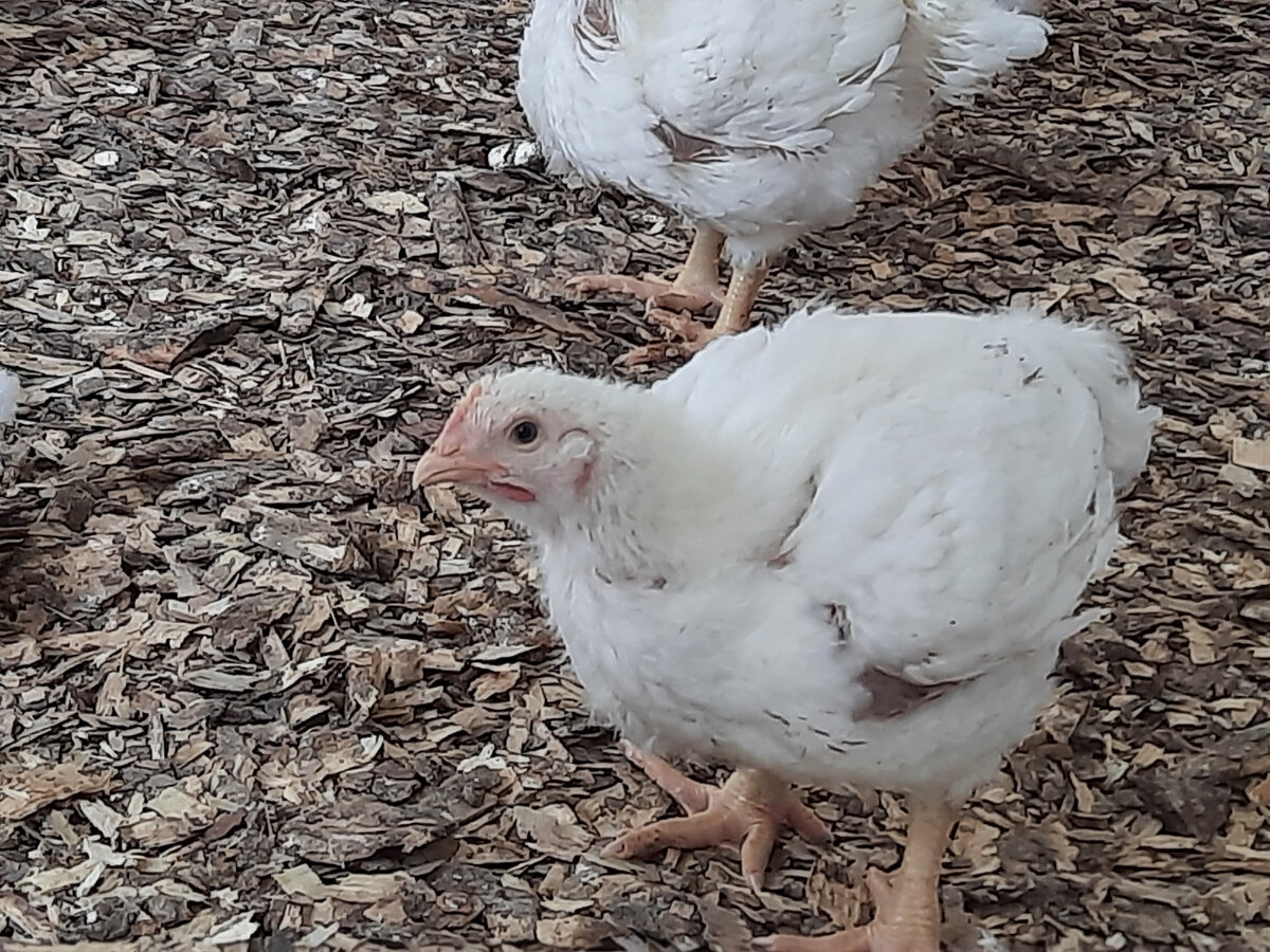 фото автора. Мой Арбор 3 недели.