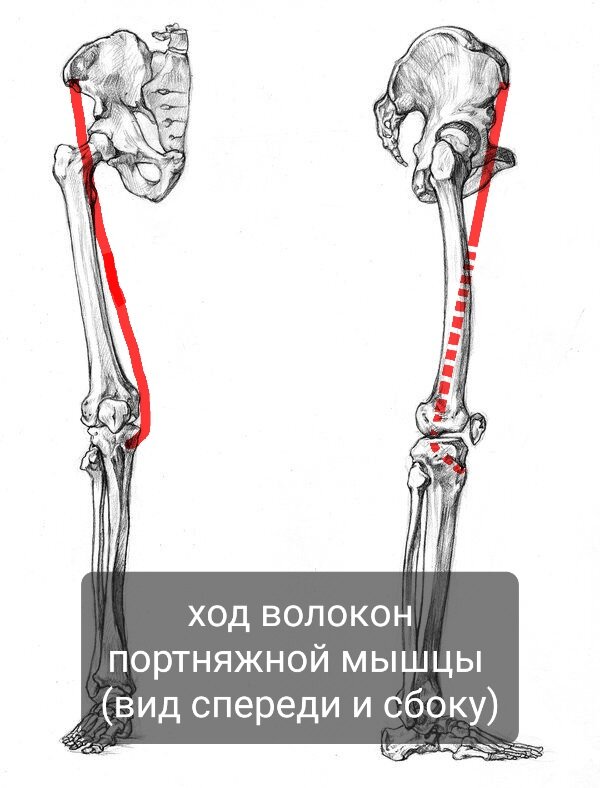 Мышца сарториуса - Sartorius muscle