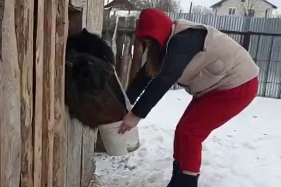     Лошади всю зиму провели в загоне и голодали  принтскрин видео.