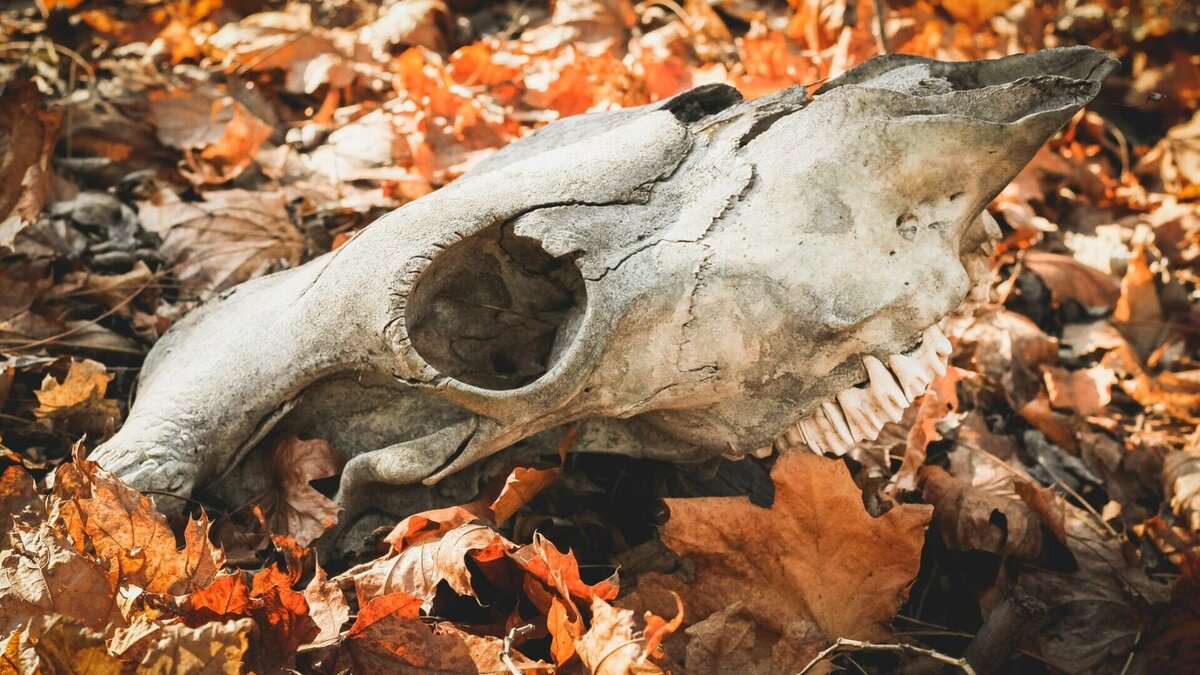     Жители Нижегородской области могут в 2023 году массово заразиться сибирской язвой. Об этом NewsNN рассказал доктор медицинских наук, завкафедрой инфекционных болезней ПИМУ Виктор Краснов.