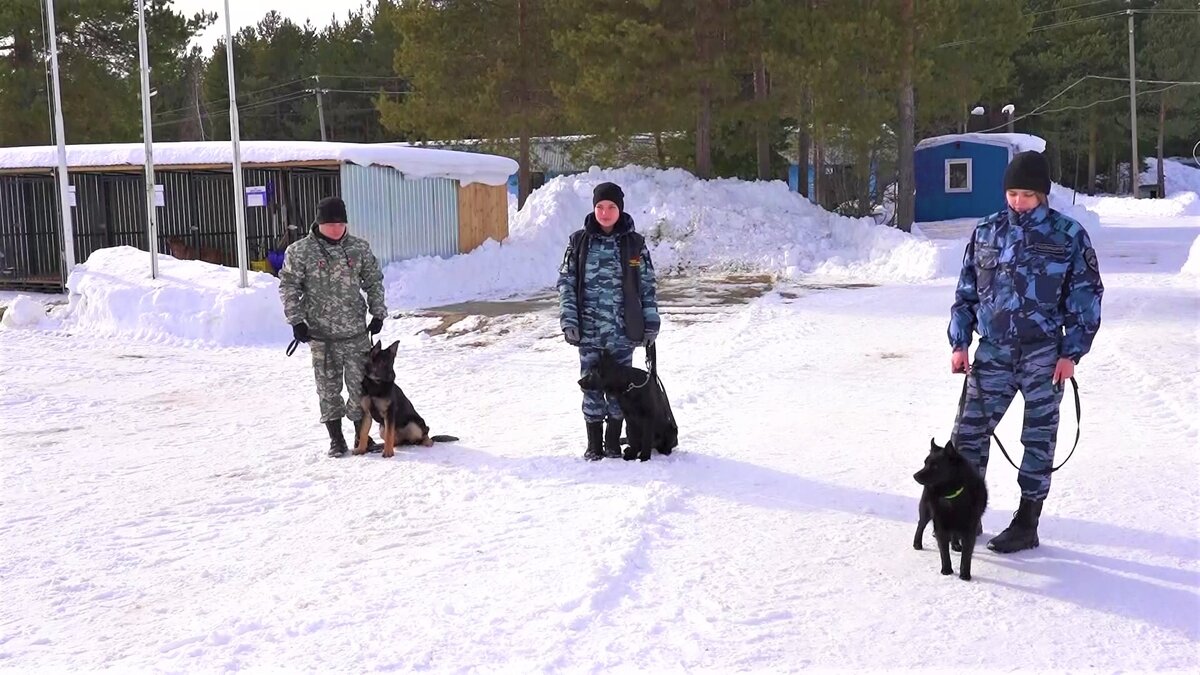    В кинологической службе Сургута – пополнение