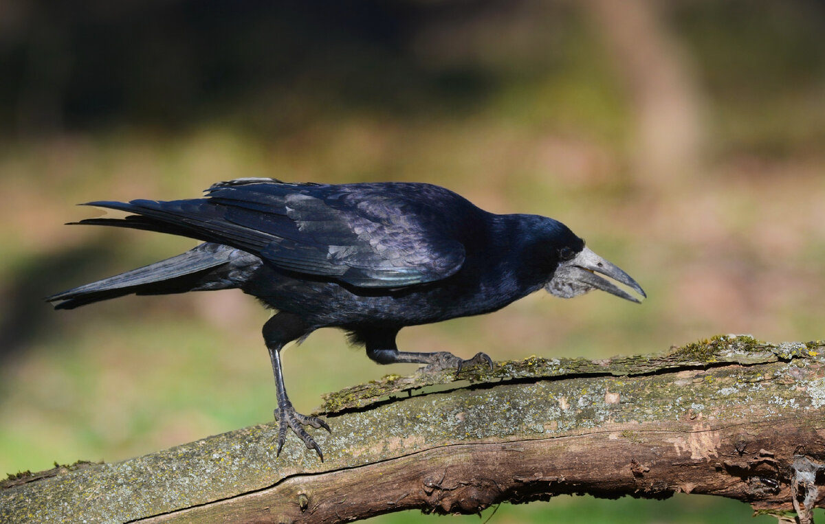 Грач интересные факты. Дальневосточная большеклювая ворона. Corvus frugilegus. Грач похожая. Большеклювый ворон.