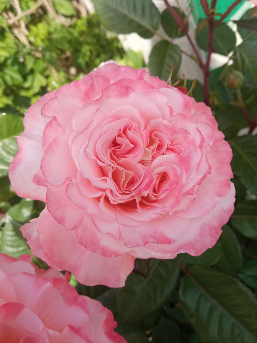 Глаз не отвести от такой красоты. Фото автора.