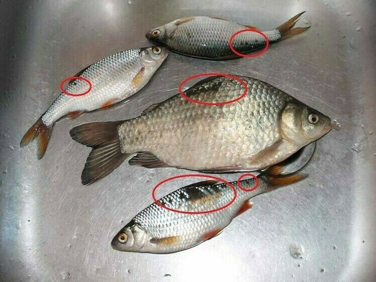     Первичные признаки описторхоза. Фото: lovecats.ru.