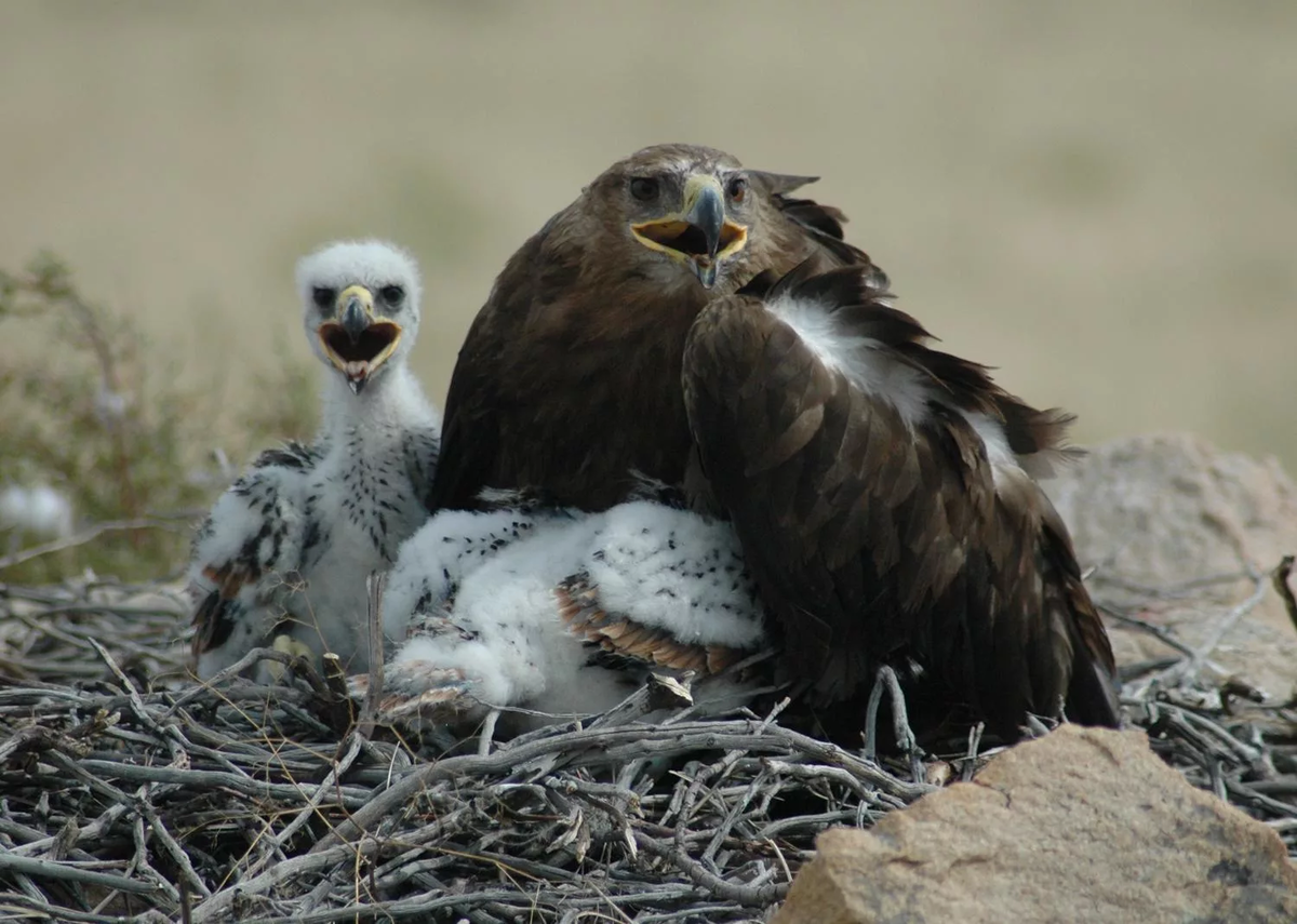 Мистер корова, будьте добры, не вытаптывайте моих детей. 