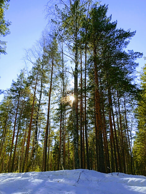 Далековато забрели в лес)