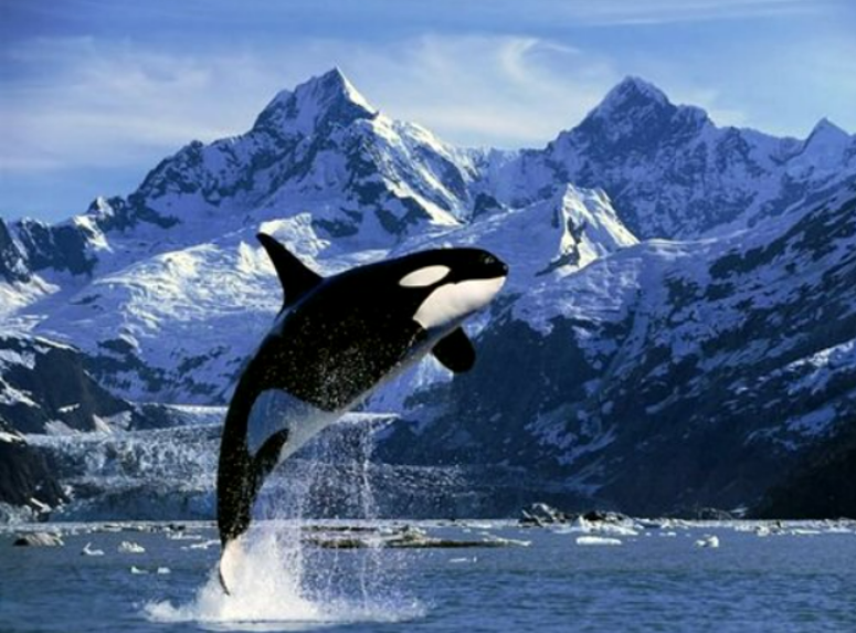 Косатка животное (лат. Orcinus orca)