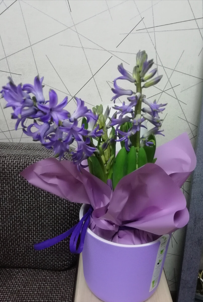 Цветок зацвел. Фото автора.