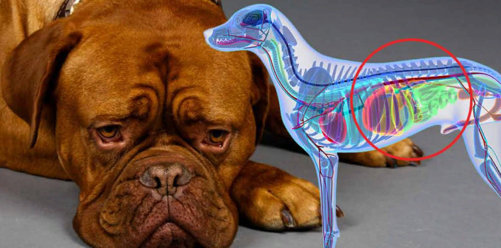 5 признаков того, что у собаки болит живот. Что делать в таких ситуациях? |  Будни ветеринарного врача | Дзен