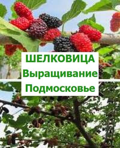 шелковица выращивание