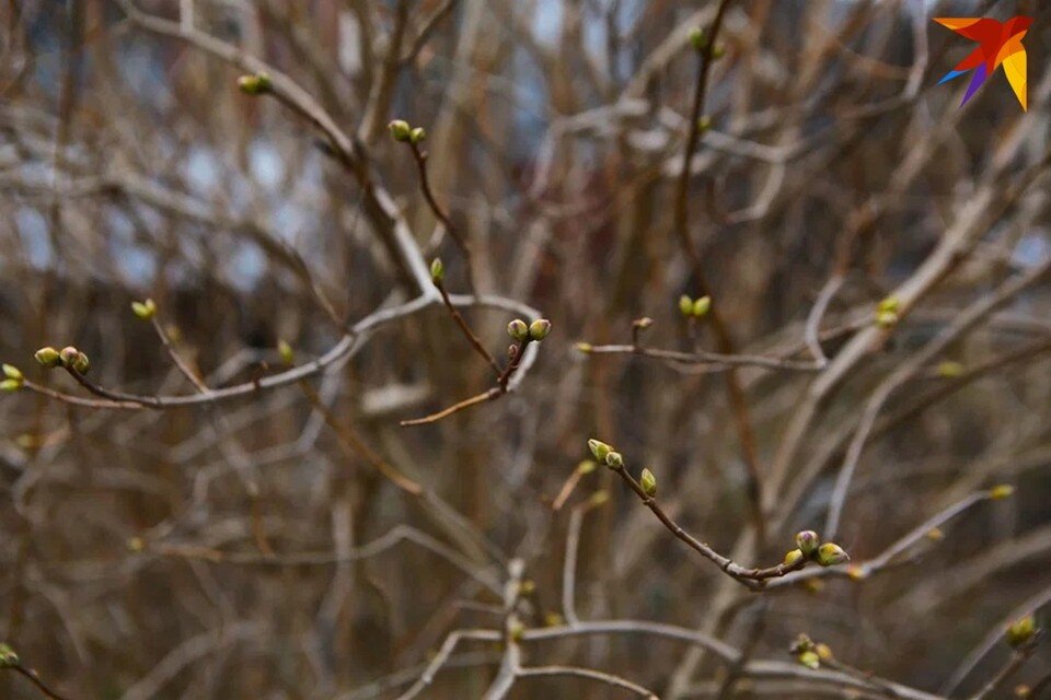     Узнали, что можно и нельзя делать в день весеннего равноденствия 20 марта. Юлия Хвощ