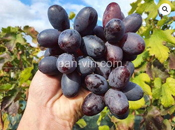 Памяти Бронислава.