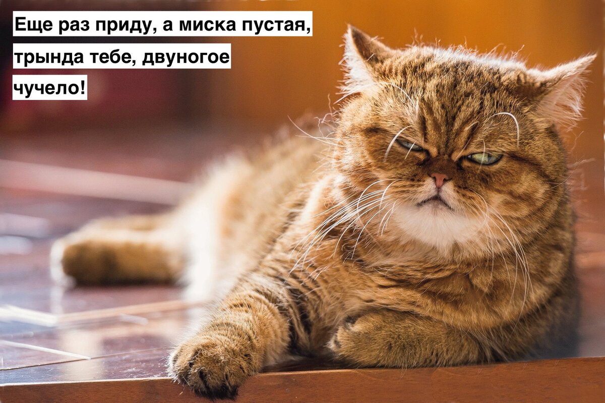 Подборка смешных мемов с котиками для понятия настроения