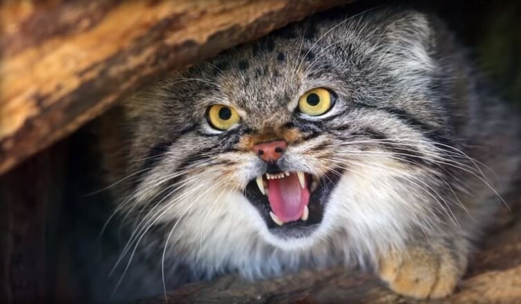      Красавец манул, Палласов кот