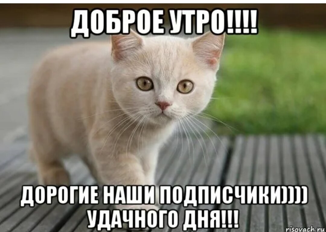 Доброе утро картинки мем
