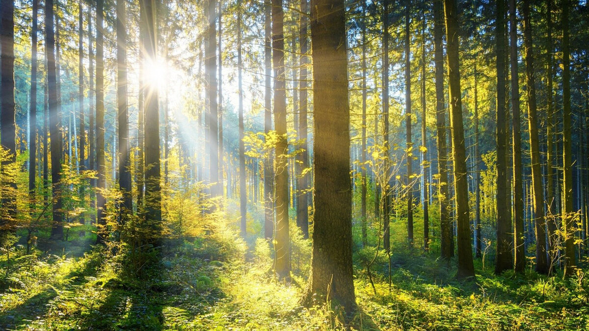 Роса на траве. Мистический лес летом. Лесные дороги. Красивый лес. Лес после дождя.