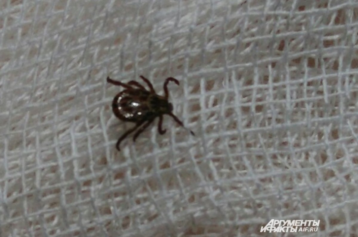    Первый случай присасывания клеща зафиксирован в Томске