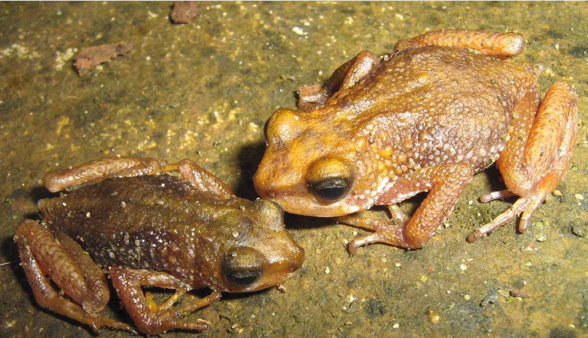 Земноводные живородящие. Живородящая жаба. Самка африканской живородящей Жабы. Живородящая лягушка.