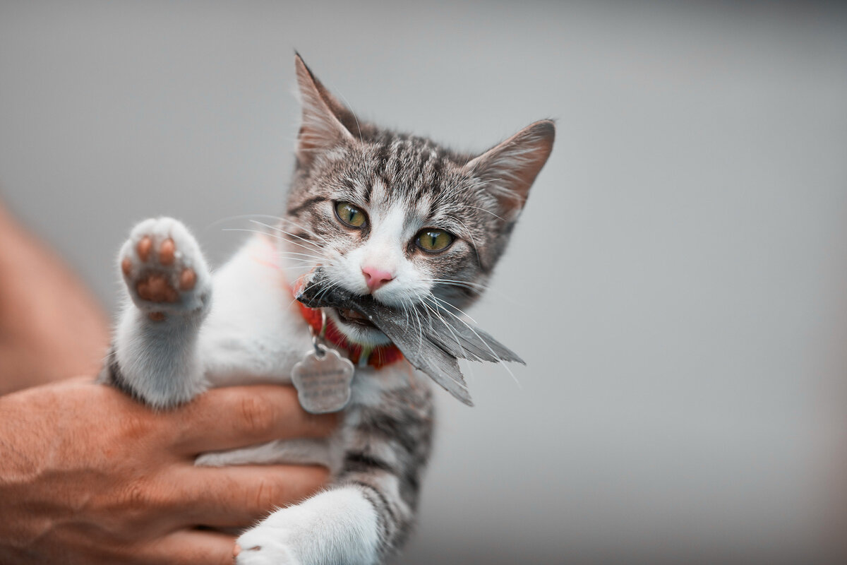     Можно ли кормить кошку рыбой и почему это надо делать с осторожностью