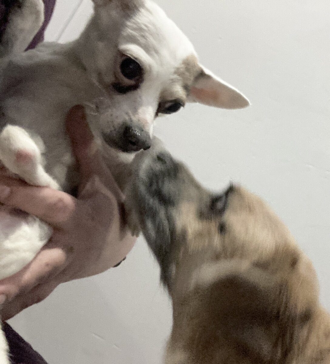 Умка с нежностью встречает дорогого друга из больницы