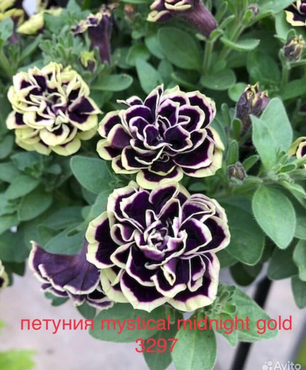 Скрин с авито