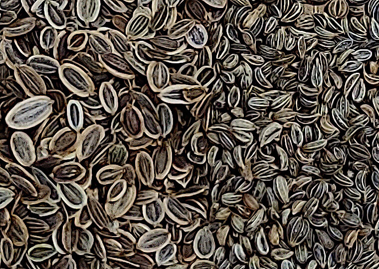 Крупный план семян укропа да петрушки