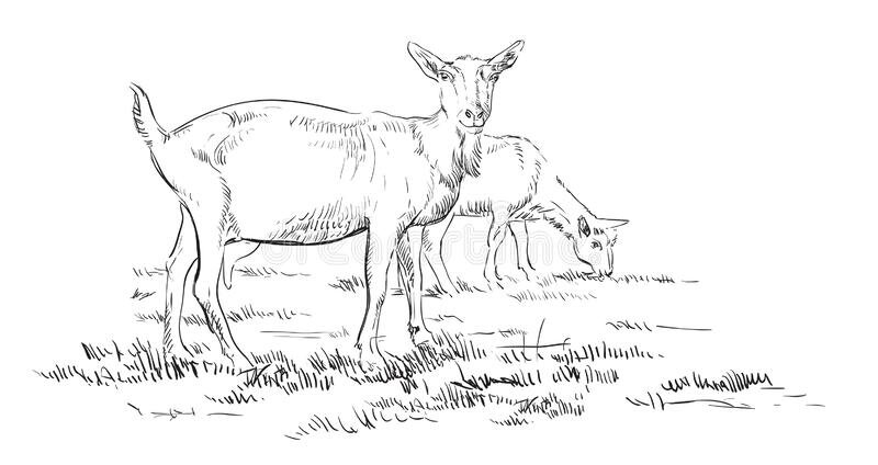 «Рисунки коз с ИИ: интересно, увлекательно и не всегда сатанизм» — создано в Шедевруме