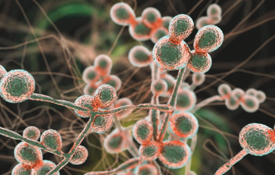    Candida auris относится к дрожжевым грибкам