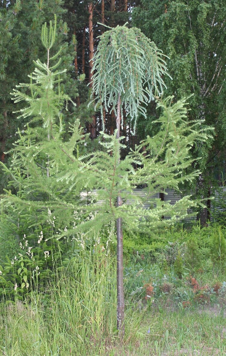 Чтобы создать большое красивое дерево нужно много лет. Сначала выращивается подвой. В данном случае, до высоты 3 м (это примерно 10 лет). Потом ему «в голову» делается прививка сорта ‘Несмеяна’. Да не одна, а несколько на разных сторонах побега: чтобы крона формировалась густая и не однобокая. У дерева на фотографии прививки были сделаны 4 года назад. Крона прививок постепенно набирает густоту и красоту, а подвой в это время так же постепенно обрезается. У дерева на фотографии обрезка ветвей подвоя будет закончена через два года. К этому времени длина кроны увеличится примерно в 2 раза. Тогда ее можно будет предлагать клиентам. Таким образом, от посева до товарного продукта проходит не меньше 15 лет. А иногда и все 20, если подвой мощный, высокий. Кстати, подвоем в данном случае послужила лиственница Гмелина из Комсомольска-на-Амуре. Обратите внимание на различия по цвету хвои между привоем и подвоем. 
