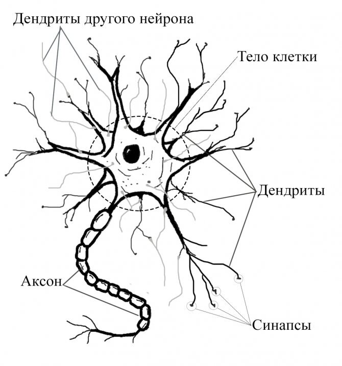 Нервная ткань рисунок с подписями