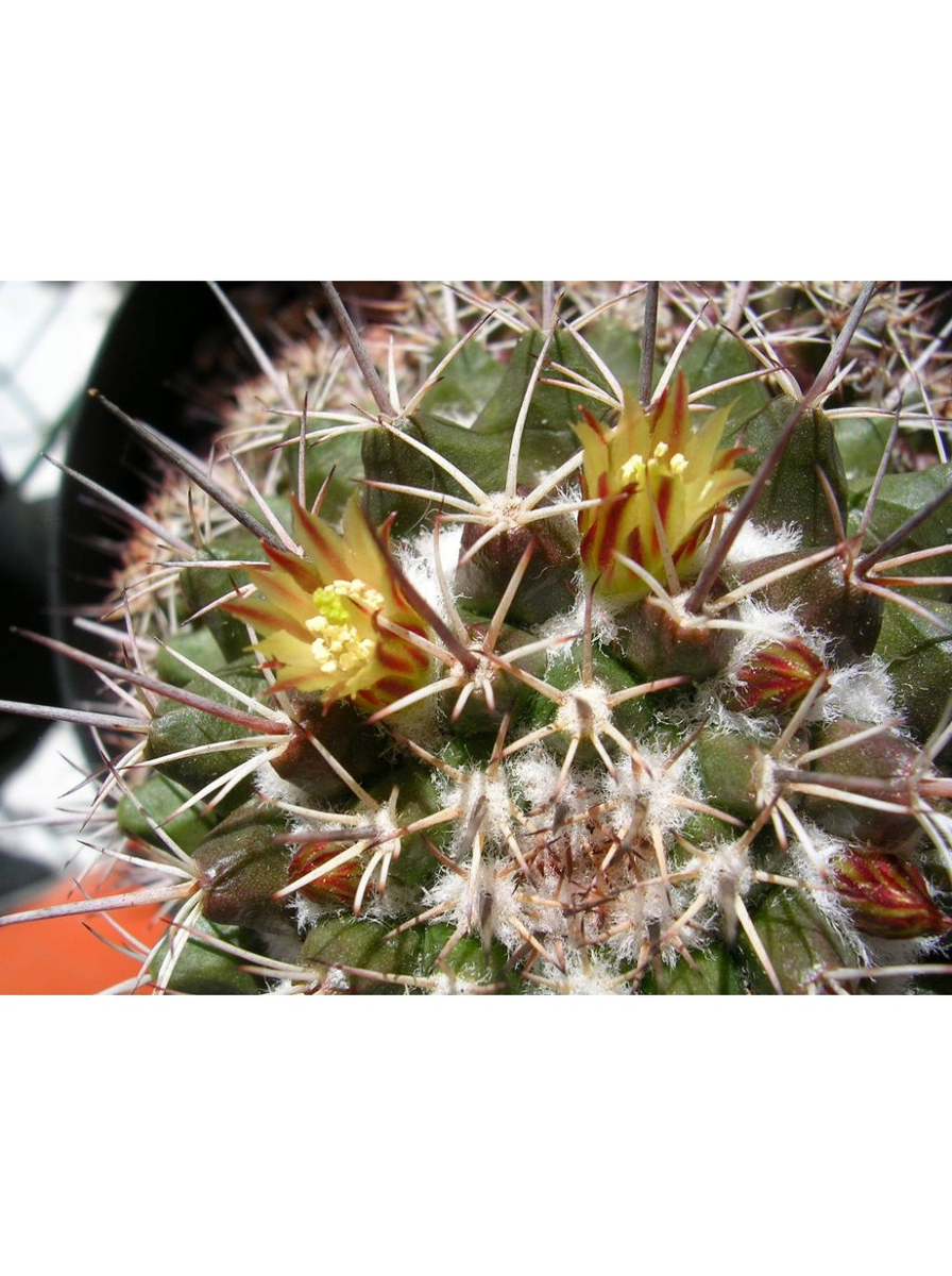  МАММИЛЛЯРИЯ ВОБУРНСКАЯ (MAMMILLARIA VOBURNENSIS). Пример цветения.  
фото из питомника Кактусёнок. РФ. заказать можно на сайте https://cactusenok.ru/ 
с доставкой по всей России.