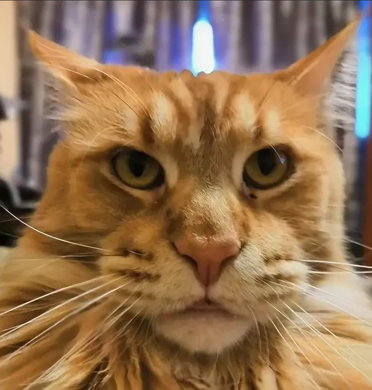 яндекс фото