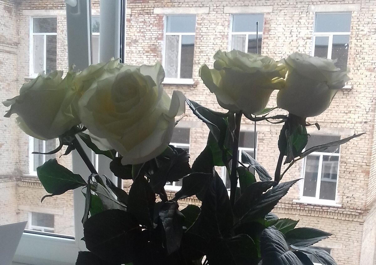 Букет от больной. Он был без повода, "просто так".