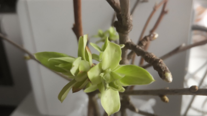 веточка яблони