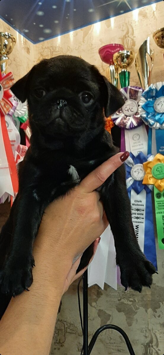 мои звёздные хвостики