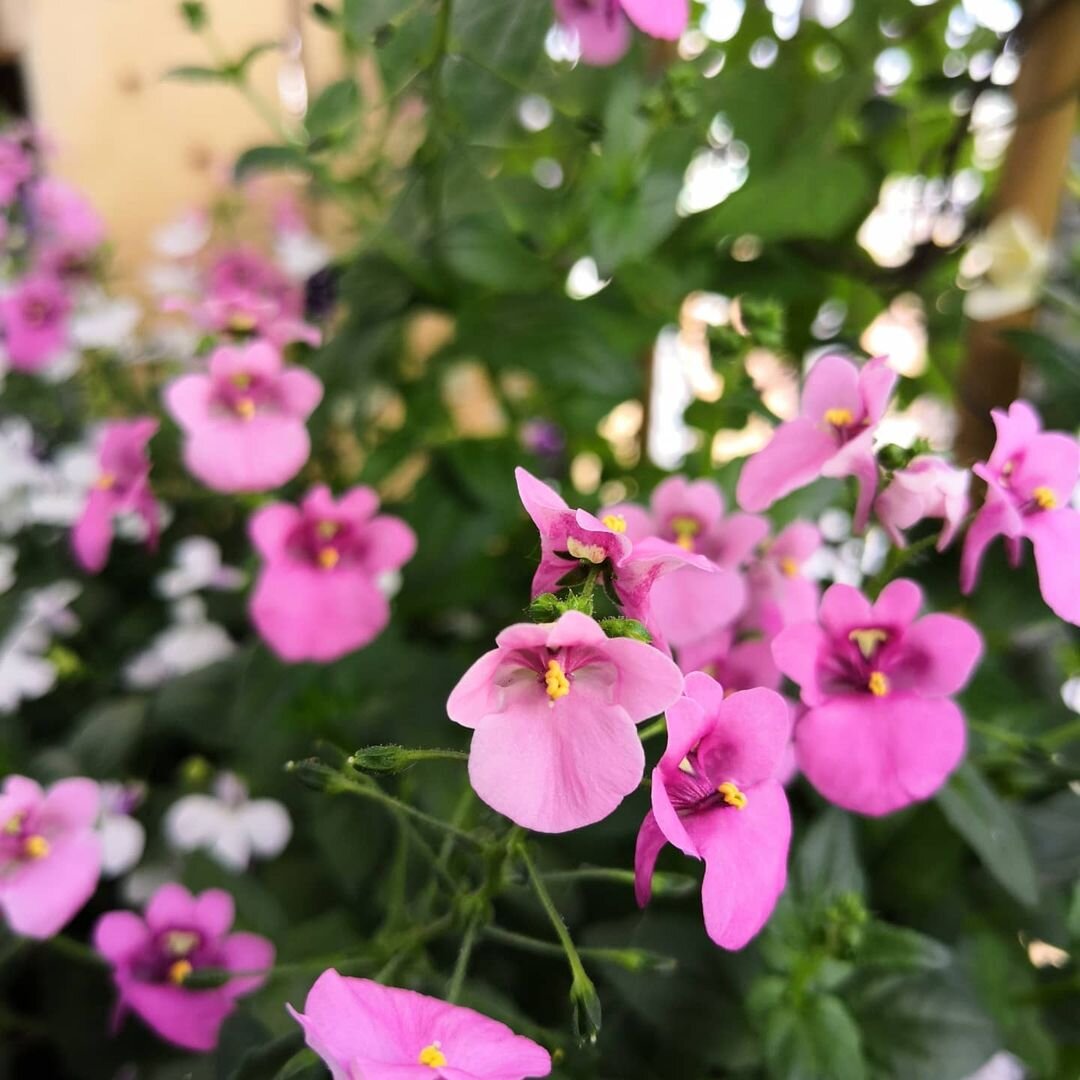 Диасция, выращена мной из семян.