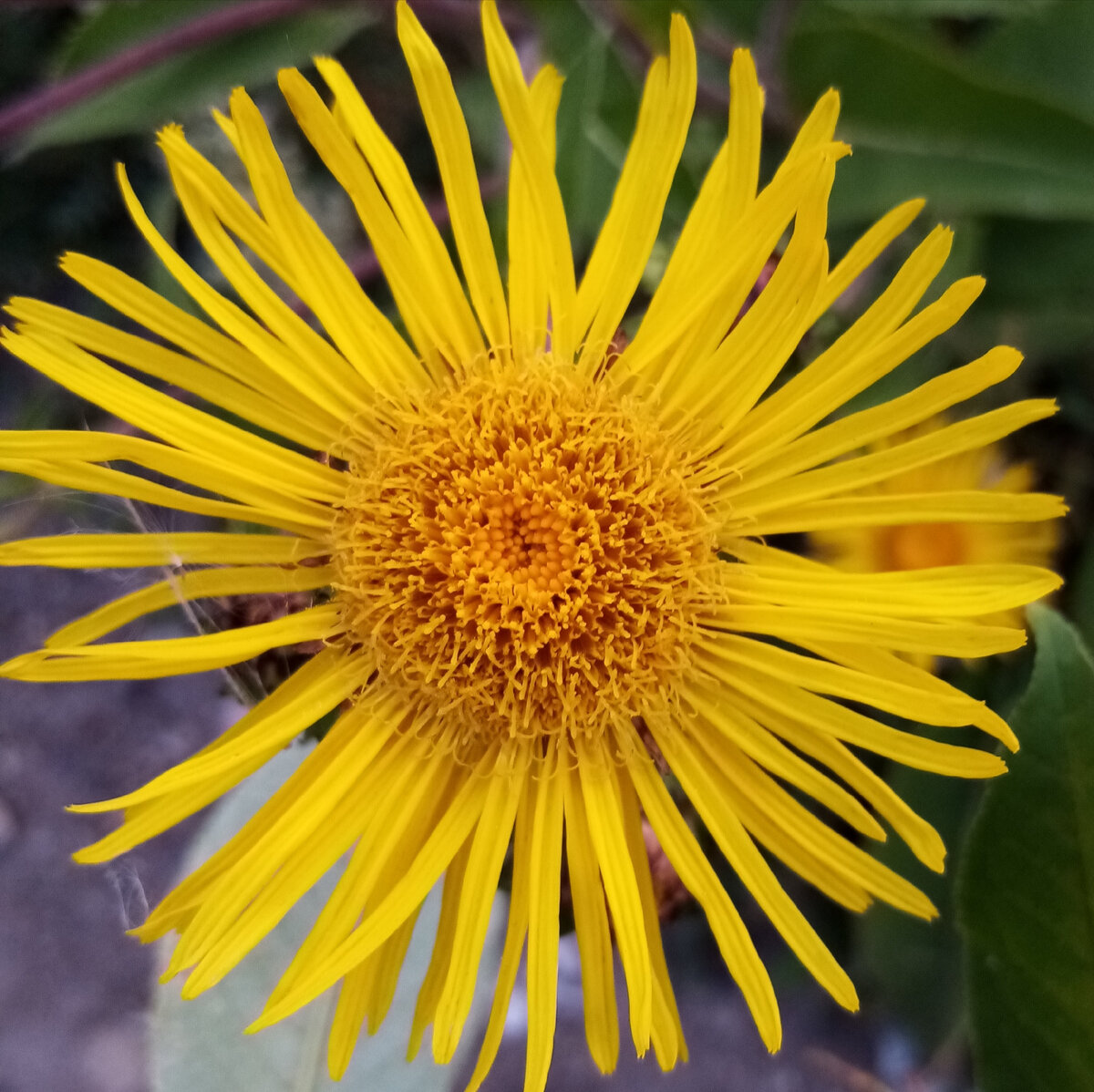 Полюбуйтесь, люди, лето скоро! (все фото автора) 