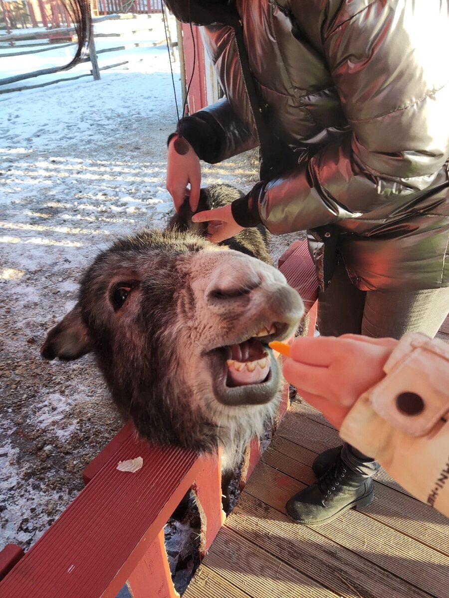 Ослик Августин с фермы Илоранта